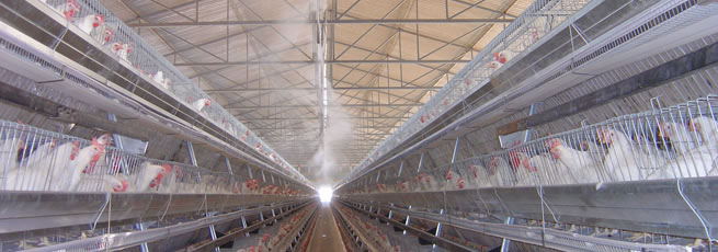 سیستم مه پاش در مرغداری